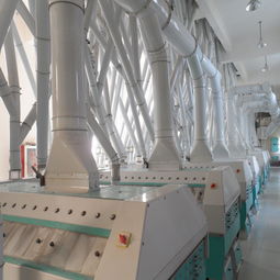 50吨级玉米制糁制粉联产设备 玉米制糁机 制粉机